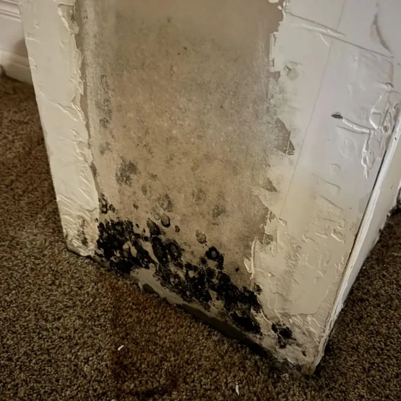 Professional Mold Removal in Roselle, IL